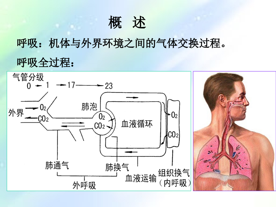 第七章呼吸系统的结构与功能.ppt_第2页