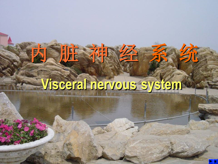 025周围神经系统内脏神经人体解剖学教学.ppt_第1页