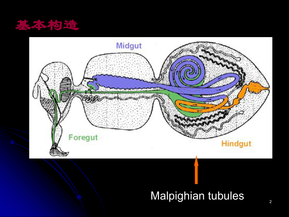 第三组+昆虫的排泄系统.ppt_第2页