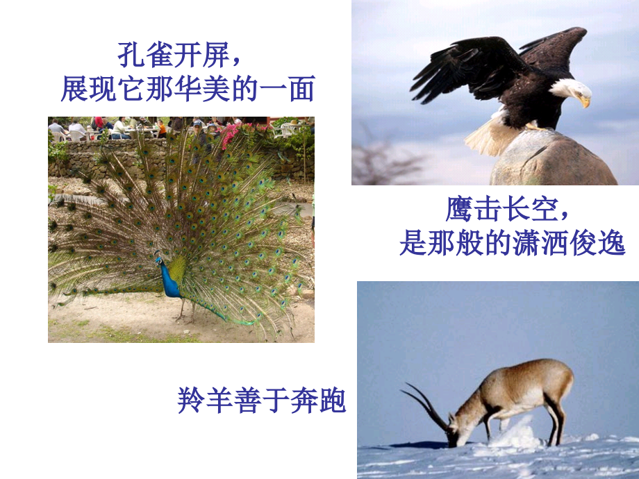 四年级品德与社会下册课件_我是好样的.ppt_第2页