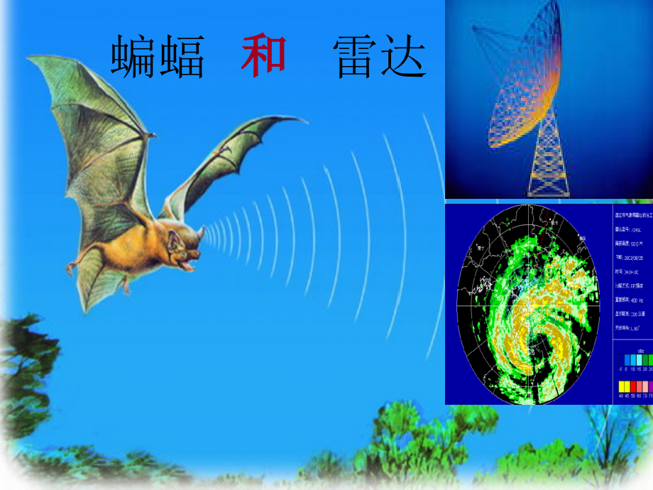 蝙蝠和雷达PPT.ppt_第2页