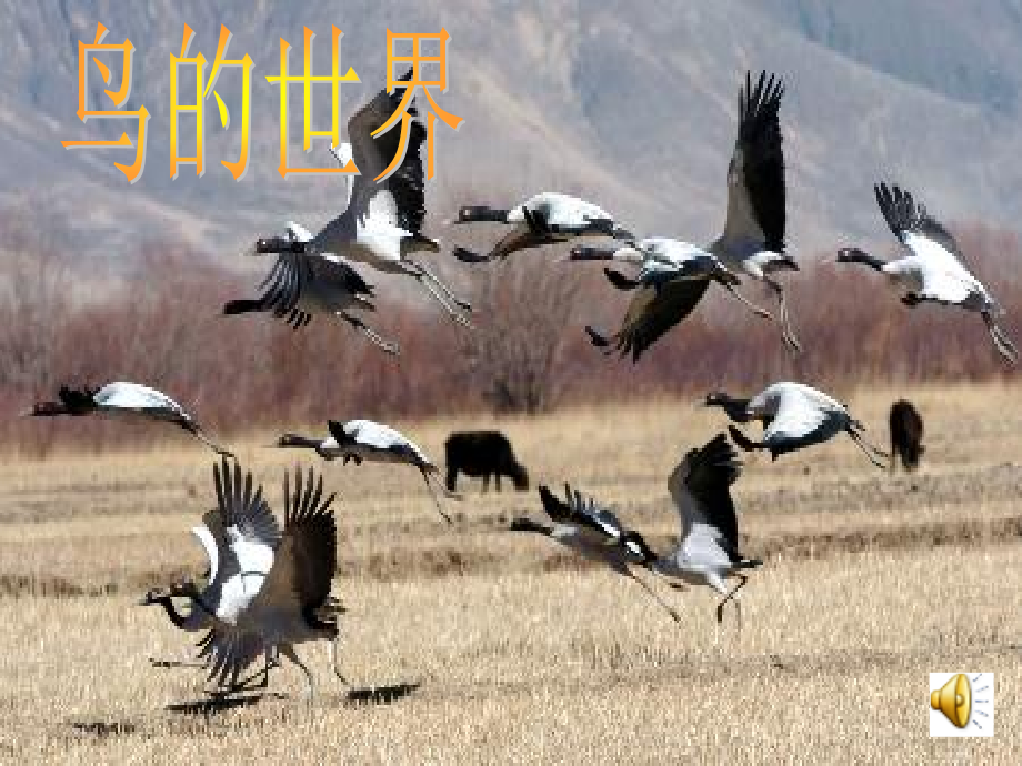 八下《鸟》专题.ppt_第1页
