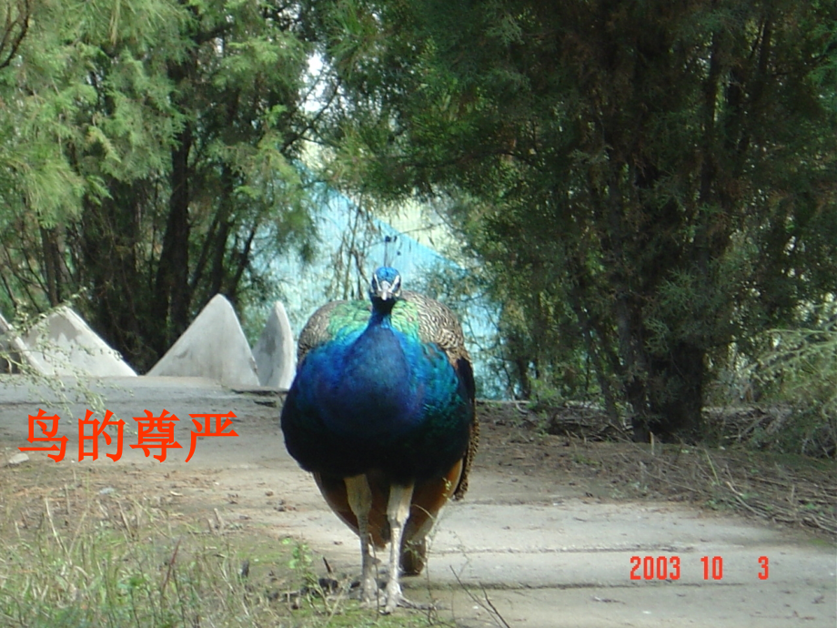 八下《鸟》专题.ppt_第2页