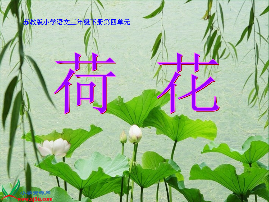 《荷花》PPT之一课件(苏教版三年级语文下册课件).ppt_第1页