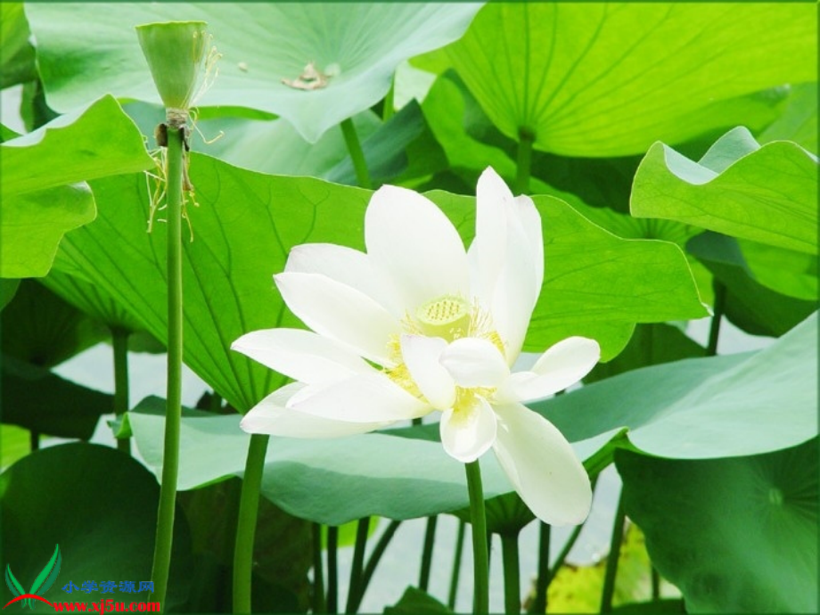 《荷花》PPT之一课件(苏教版三年级语文下册课件).ppt_第2页
