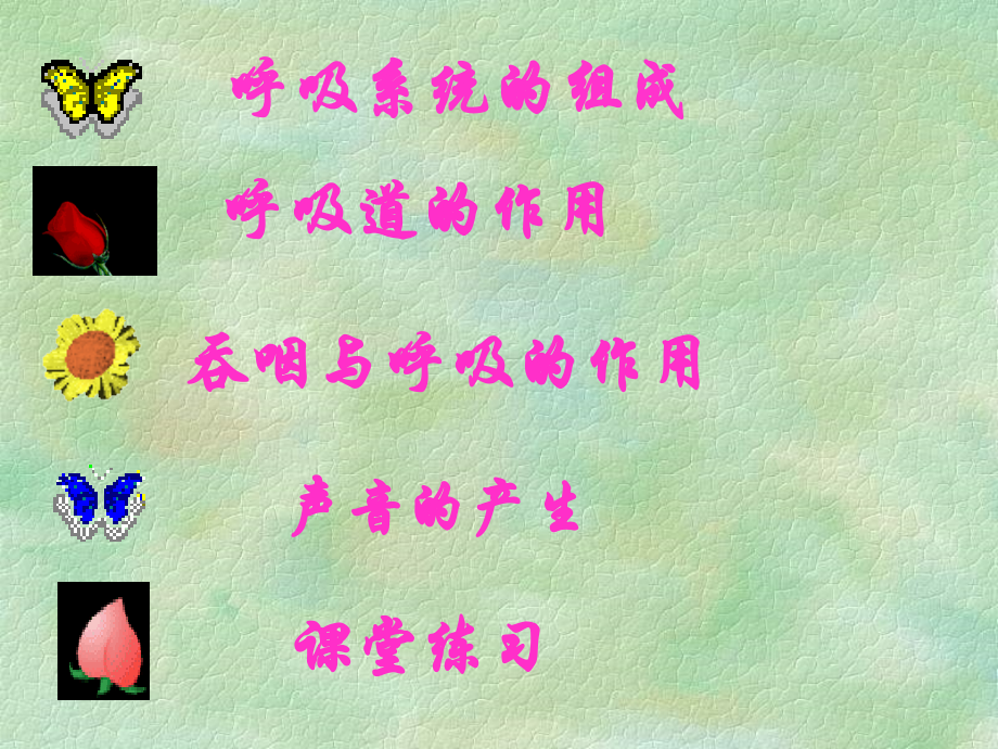 第一节　呼吸道对空气的处理.ppt_第2页