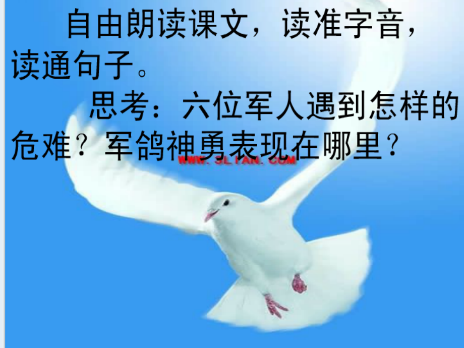 鸽血染红的求救信.ppt_第2页