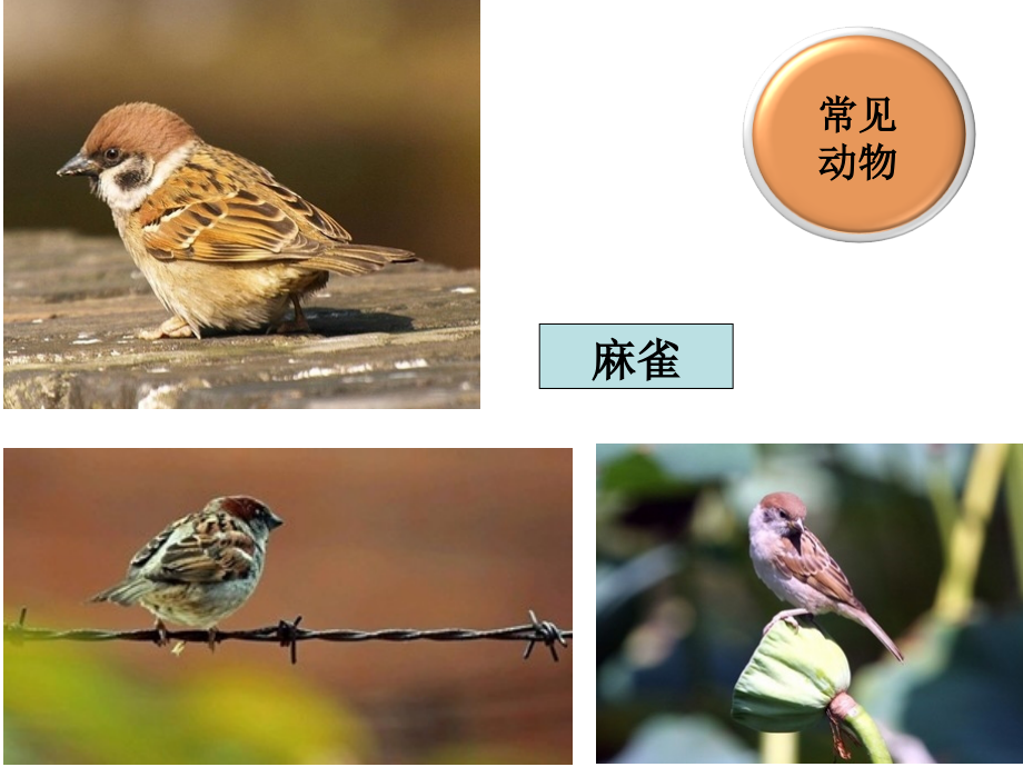 校园里有哪些动植物.ppt_第1页