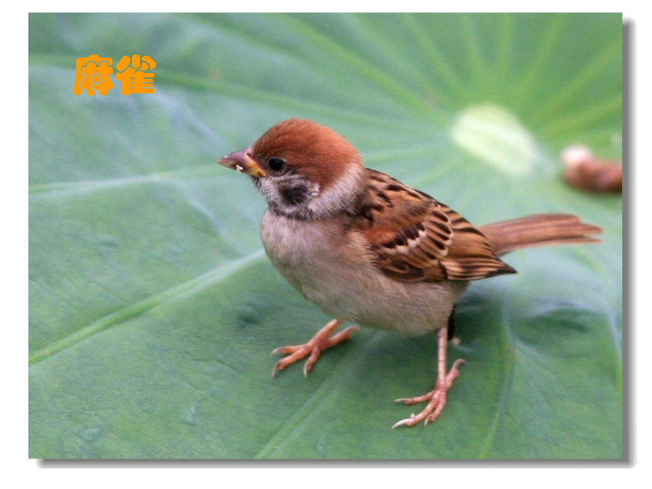 校园里有哪些动植物.ppt_第2页