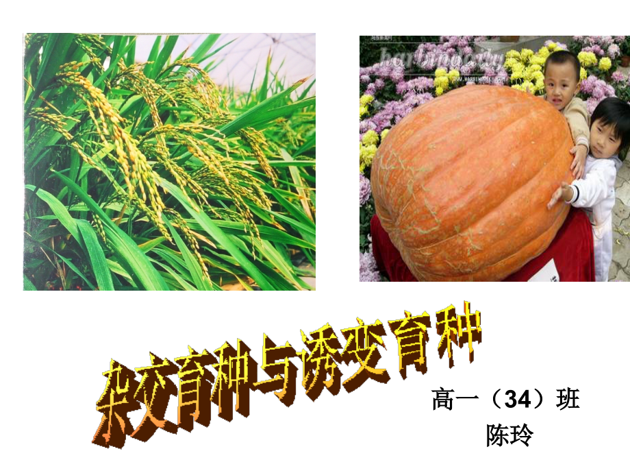 《杂交育种与诱变育种》.ppt_第1页