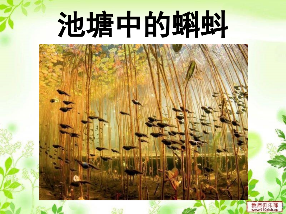 新课标八年级生物上册《-两栖动物和爬行动物》.ppt_第2页