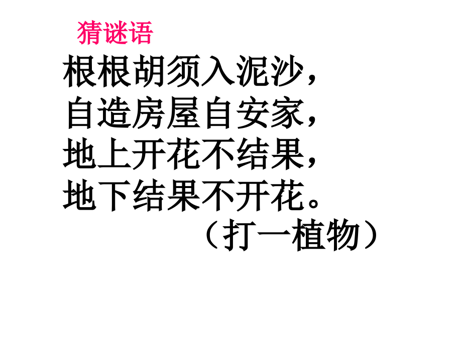 落花生15(修改).ppt_第2页