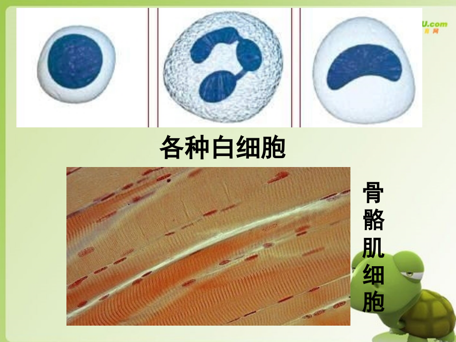 湖南师大-高一生物-细胞核课件-新人教版.ppt_第2页