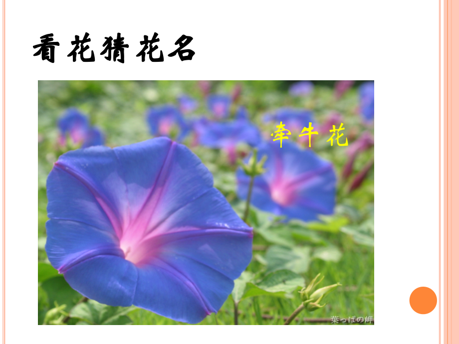 土豆13花钟.ppt_第1页