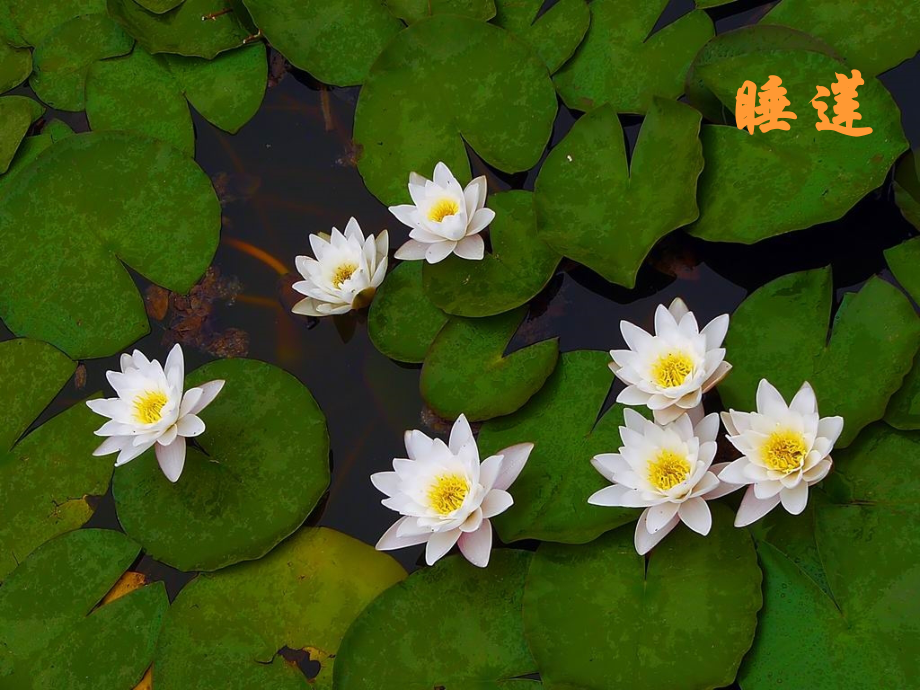 土豆13花钟.ppt_第2页