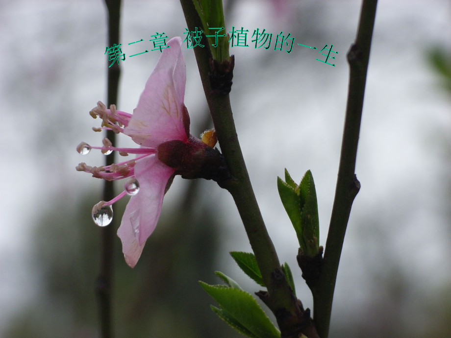 第一节《 种子的萌发》.ppt_第2页