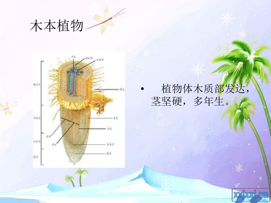 植物分类1.ppt_第2页