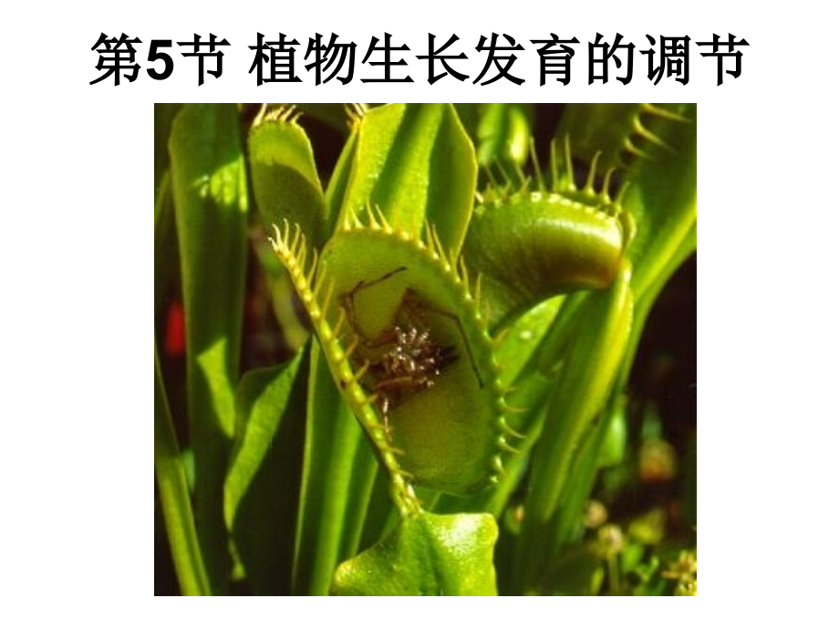 第5节植物生长发育的调节.ppt_第1页