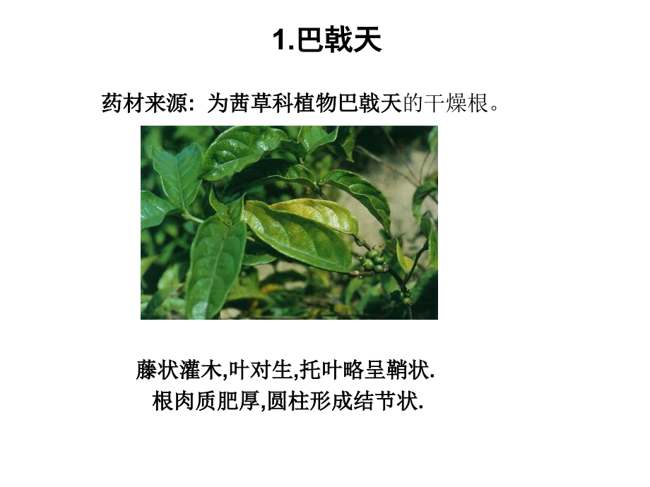 华南地区道地药材.ppt_第2页