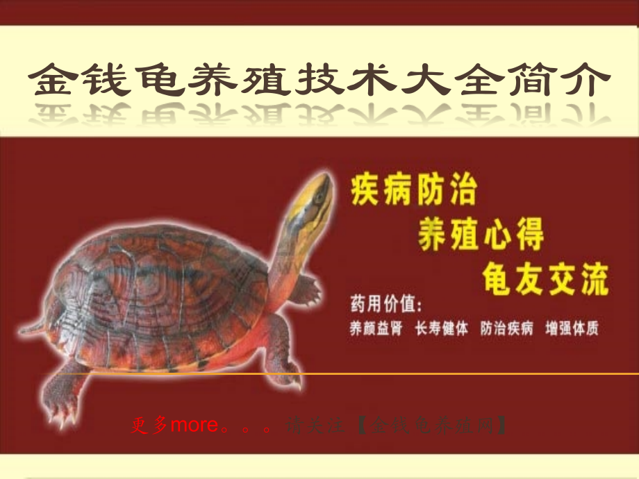石金钱龟养殖_金钱龟养殖技术大全简介.ppt_第1页