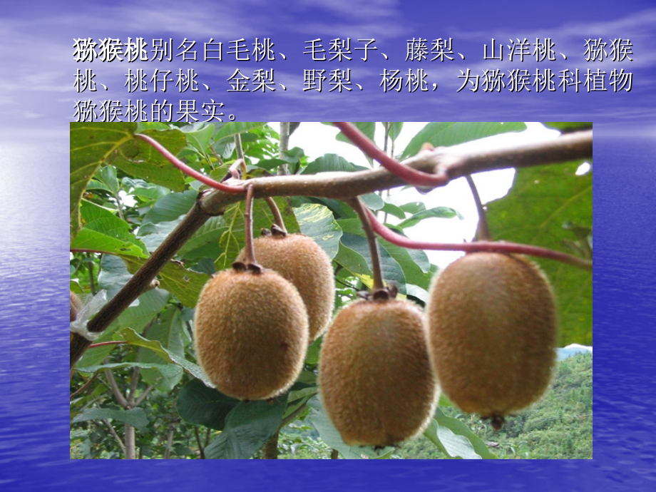 猕猴桃汁制作.ppt_第2页