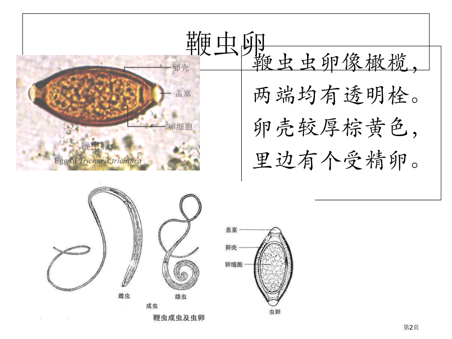 寄生虫学虫卵经典总结和图片.pptx_第2页