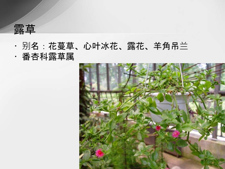 家庭栽培花卉.ppt_第2页