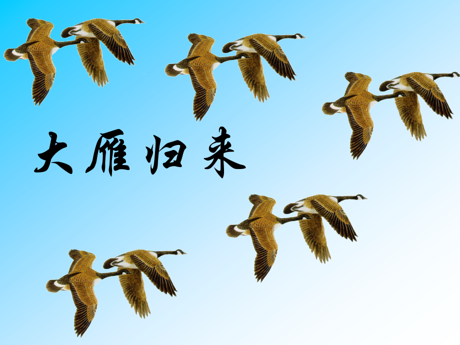 大雁归来 1.ppt_第1页