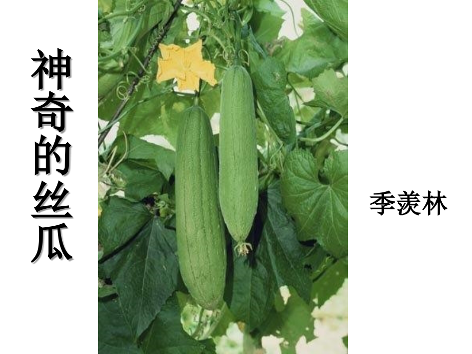 美美的丝瓜.ppt_第2页