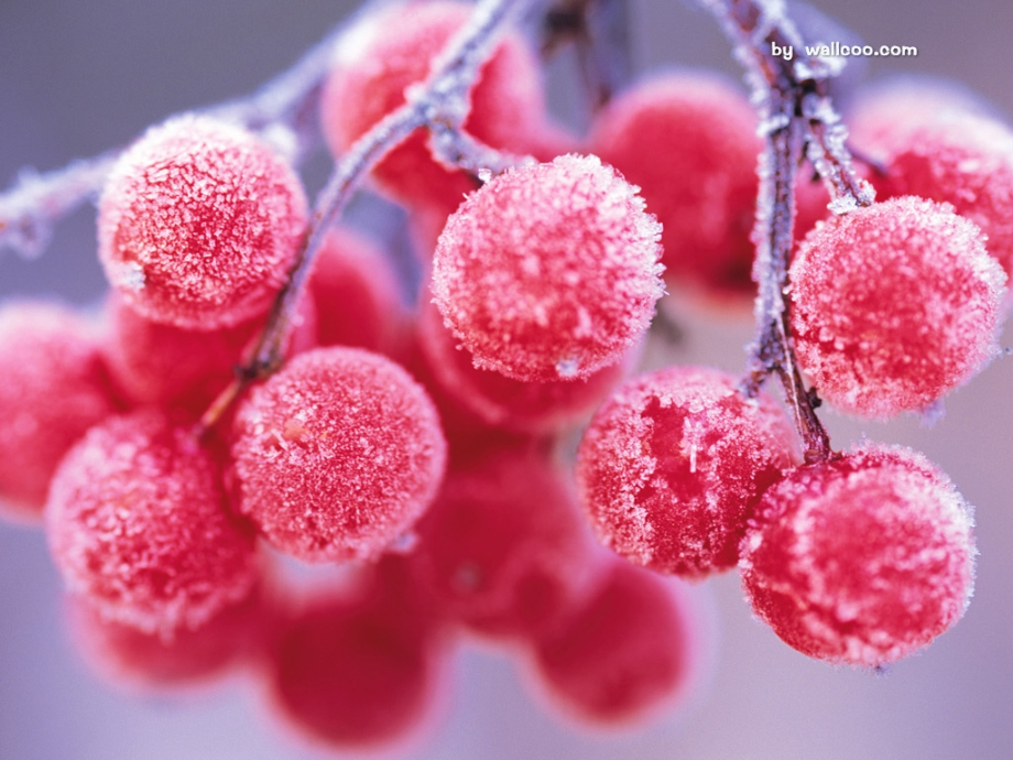 找出可以代表清高的花.ppt_第1页