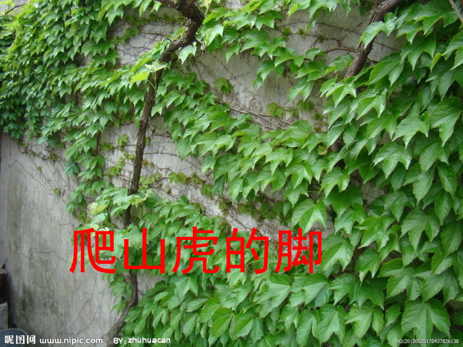 爬山虎的脚-课件.ppt_第1页