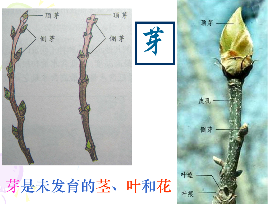 第99892号3.5植物的一生(第3课时).ppt_第2页