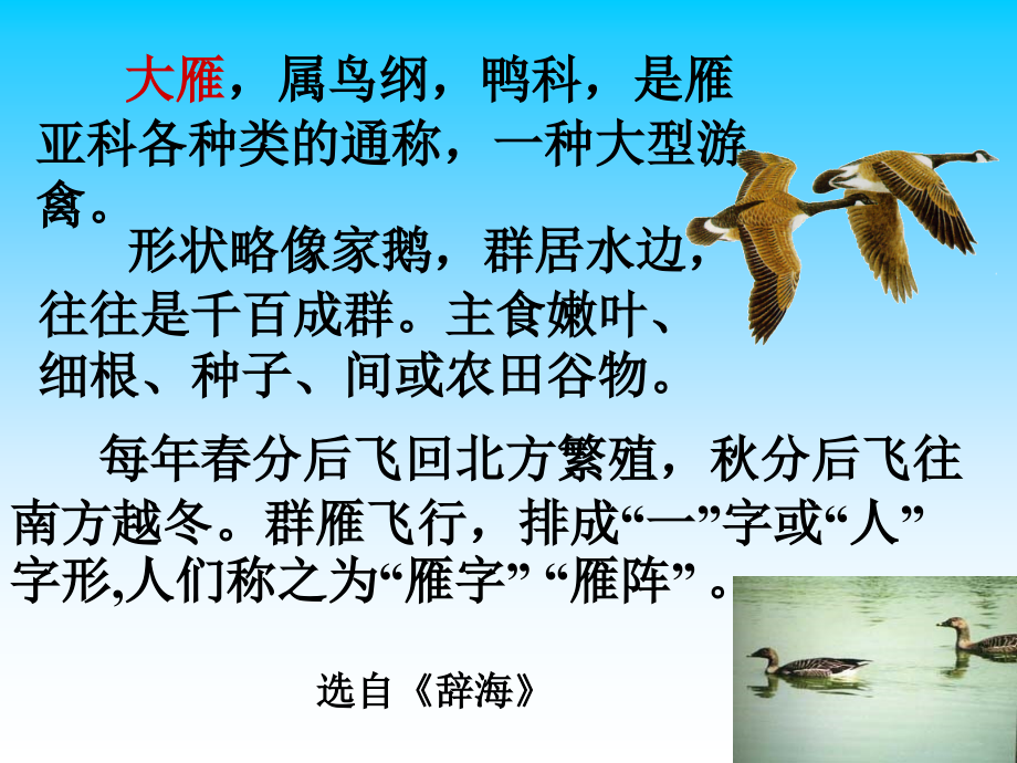 大雁归来1.ppt_第2页