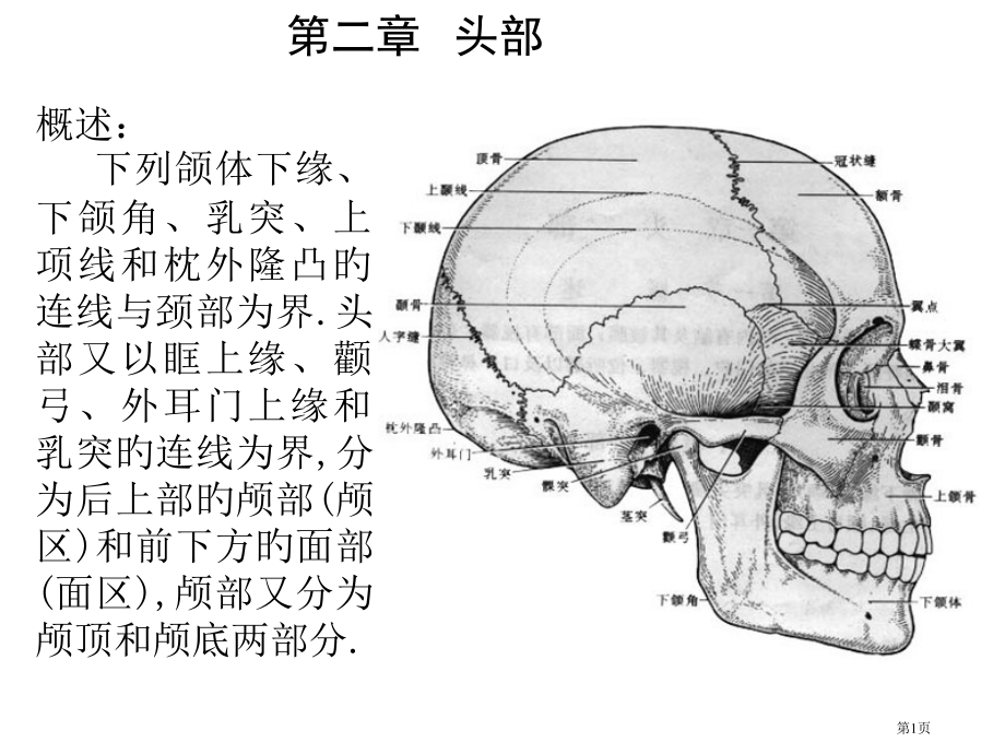 头部专业知识讲座.pptx_第1页