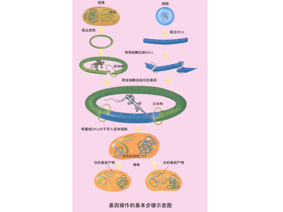 第1节DNA重组技术的基本工具.ppt_第2页