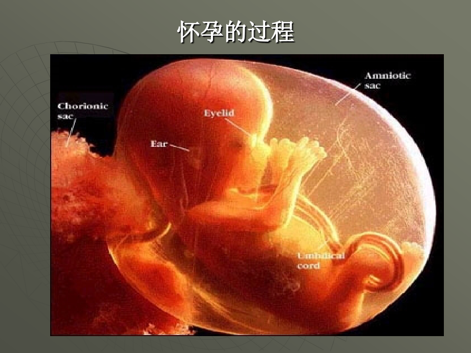 怀孕的过程2.ppt_第1页