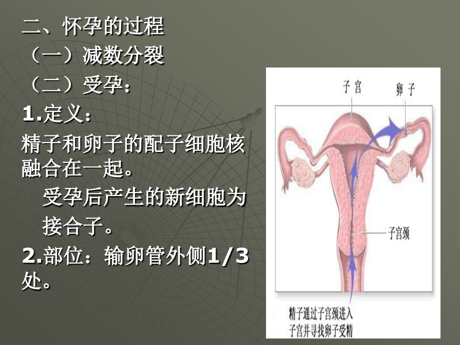 怀孕的过程2.ppt_第2页