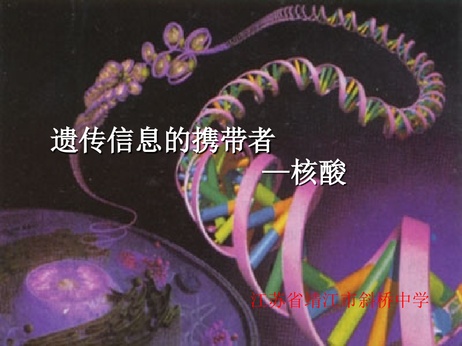 遗传信息的携带者—核酸4.ppt_第2页