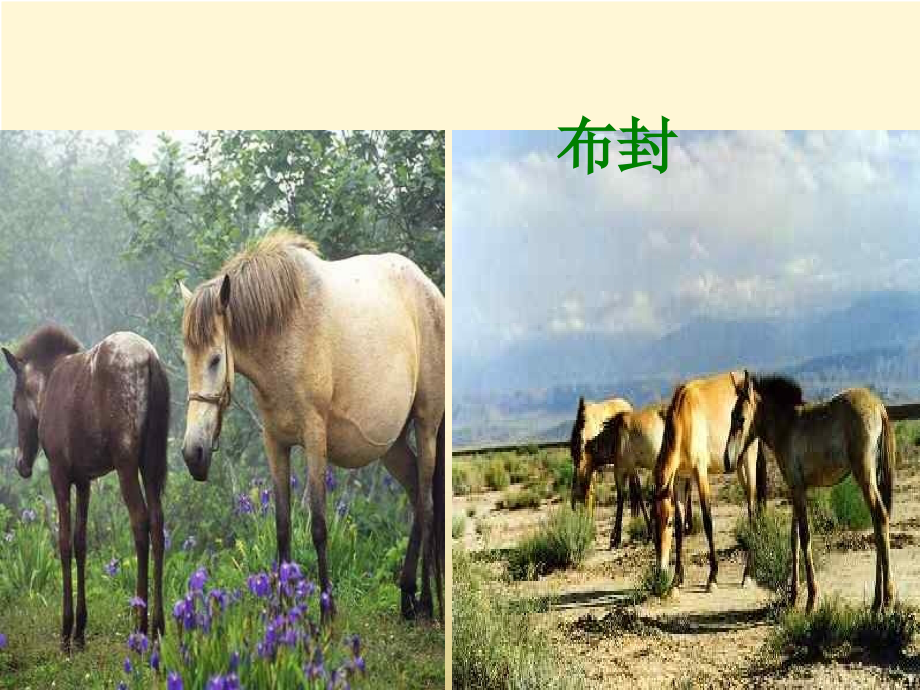 七年级语文《马》公开课课件.ppt_第1页