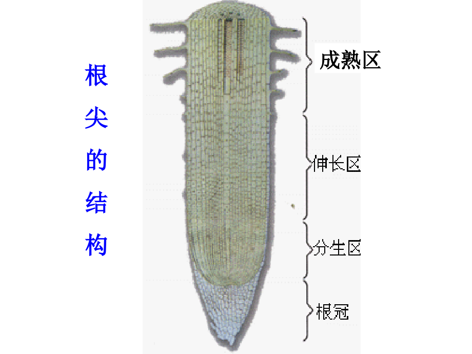 初中二年级生物必修1第一课时课件.ppt_第2页