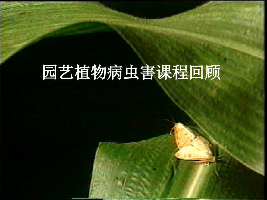 园艺植物病虫害课程回顾.ppt_第1页