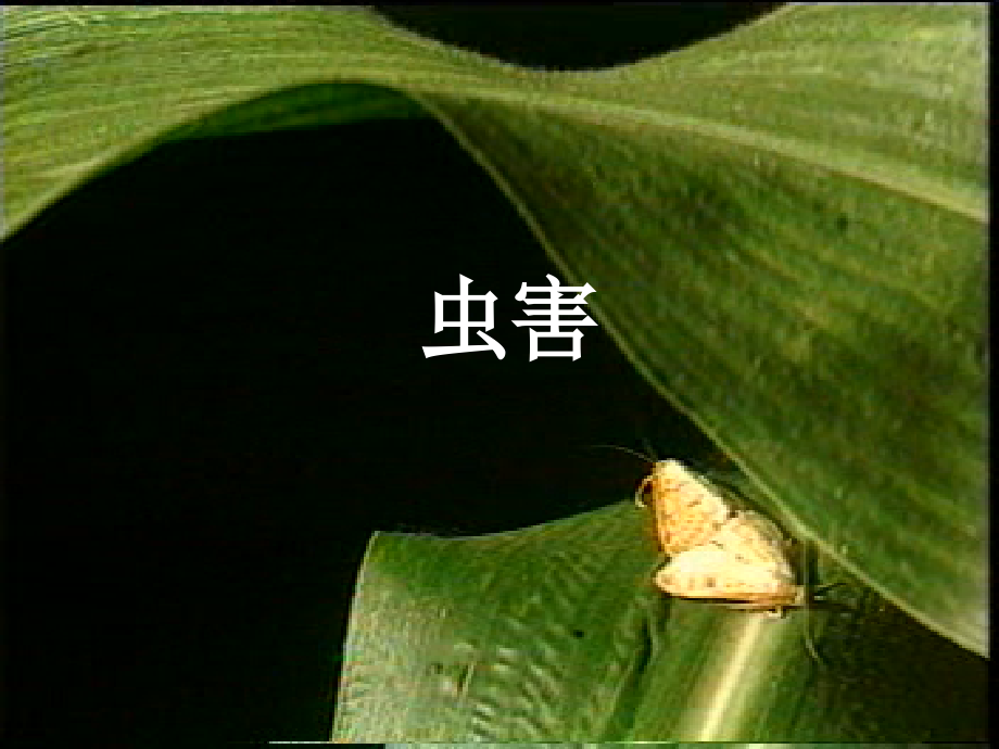 园艺植物病虫害课程回顾.ppt_第2页