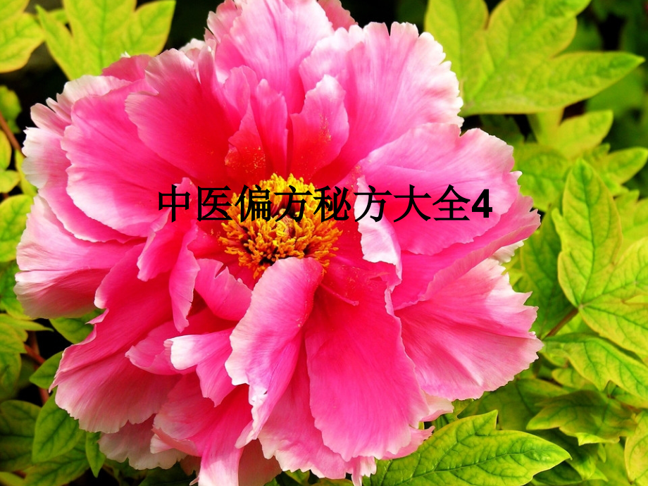 中医偏方秘方大全4.ppt_第1页