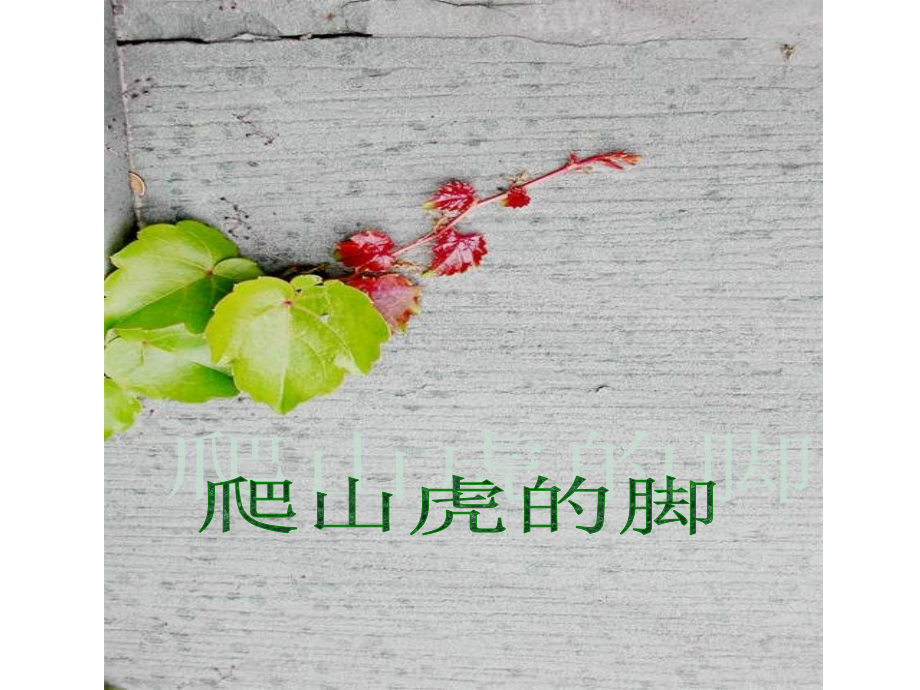 《爬山虎的脚》ppt课件7.ppt_第1页