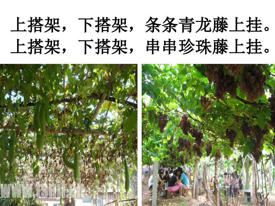 《爬山虎的脚》ppt课件7.ppt_第2页
