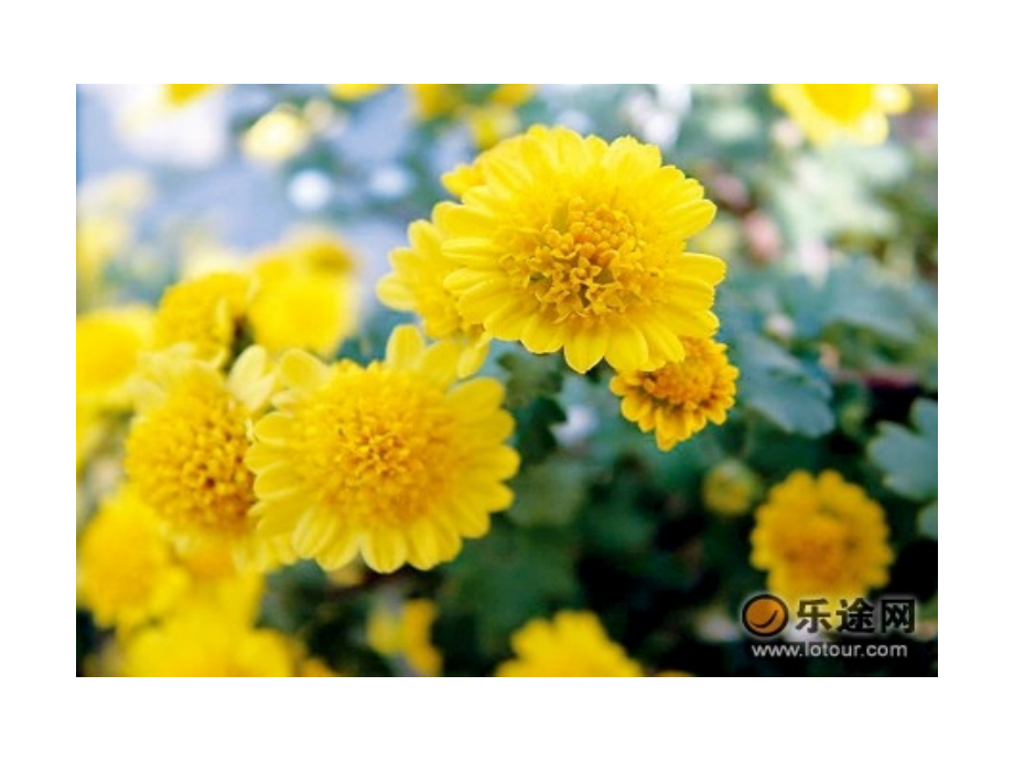 花类中草药.ppt_第2页