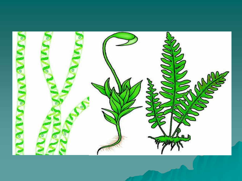 人教-生物-八年级-上册-课件--第6单元第1章-第一节-尝试对生物进行分类2.ppt_第2页