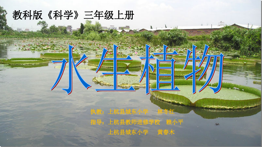 水生植物.ppt_第1页