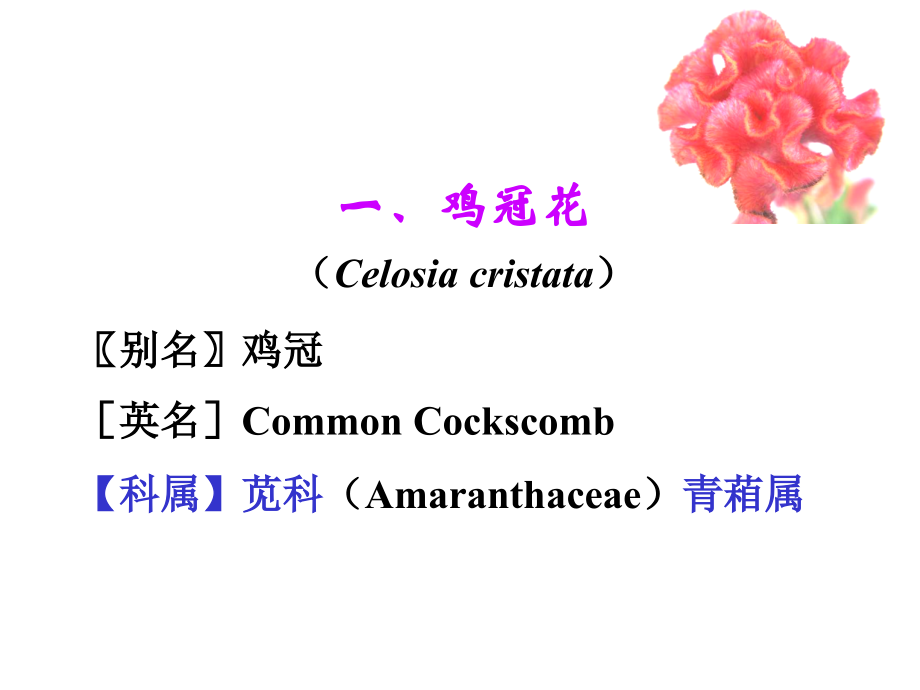 第一章 一、二年生花卉(1).ppt_第1页