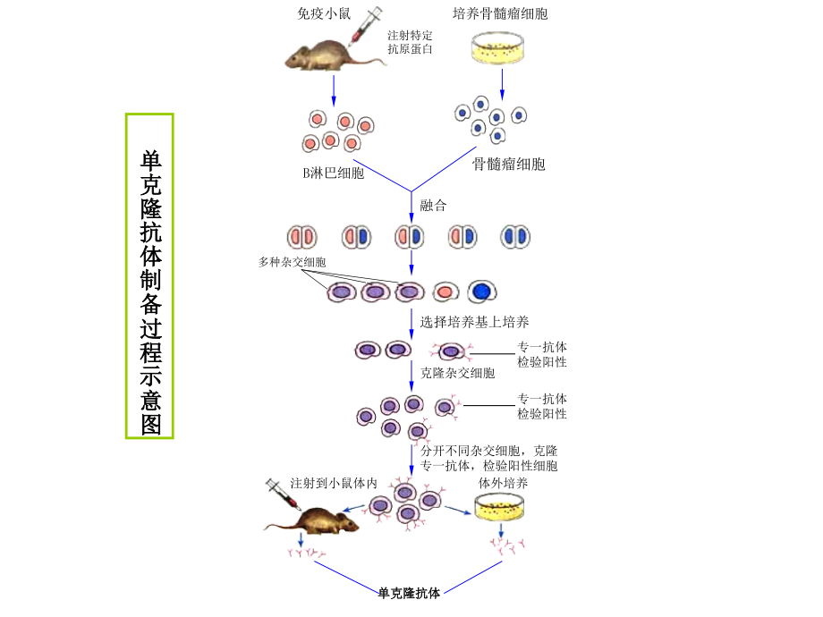 克隆技术1.ppt_第2页